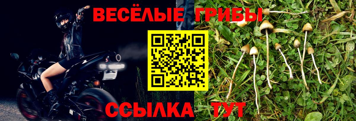 Галлюциногенные грибы Psilocybe  Вход с VPN  Нарьян-Мар 